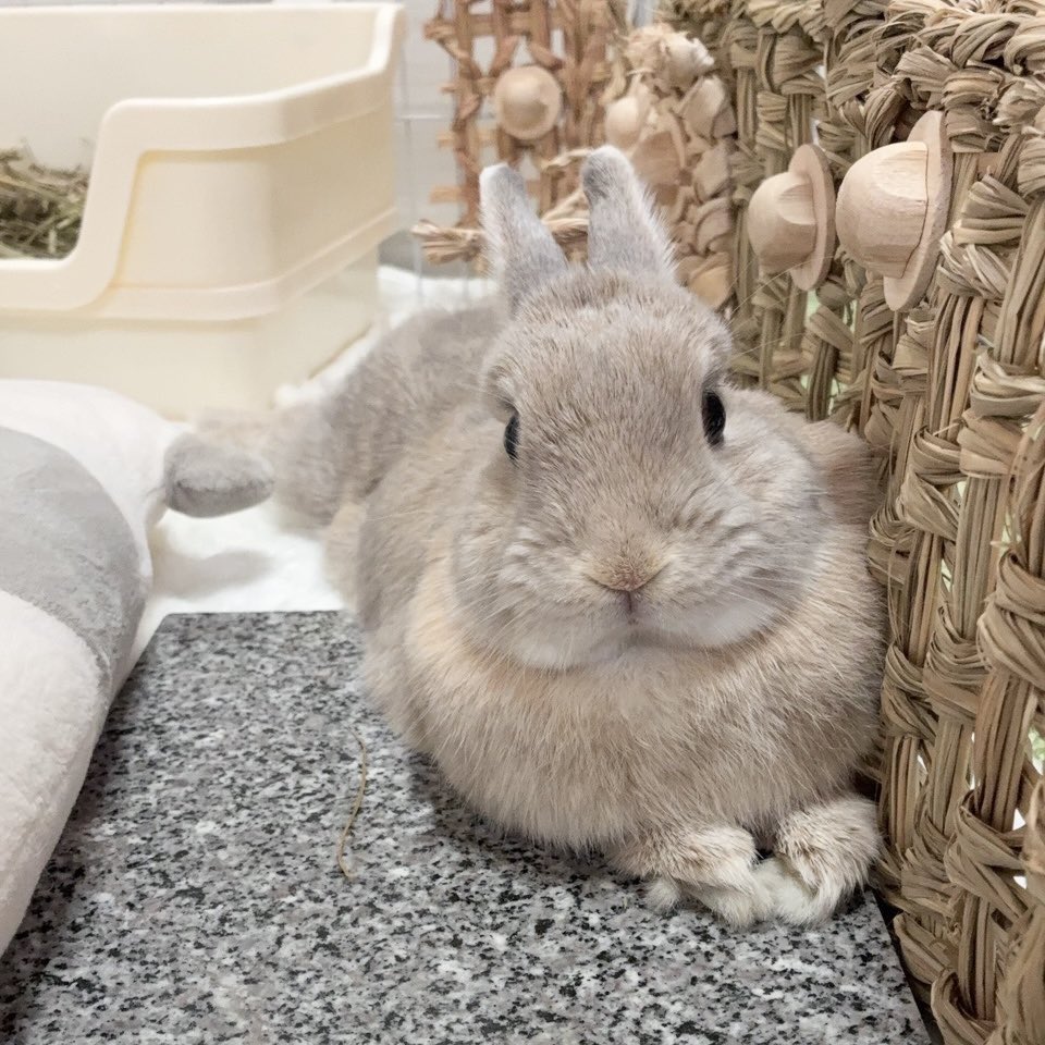 きなこ(呟き主：とん) (@0907kinako) / Posts / X