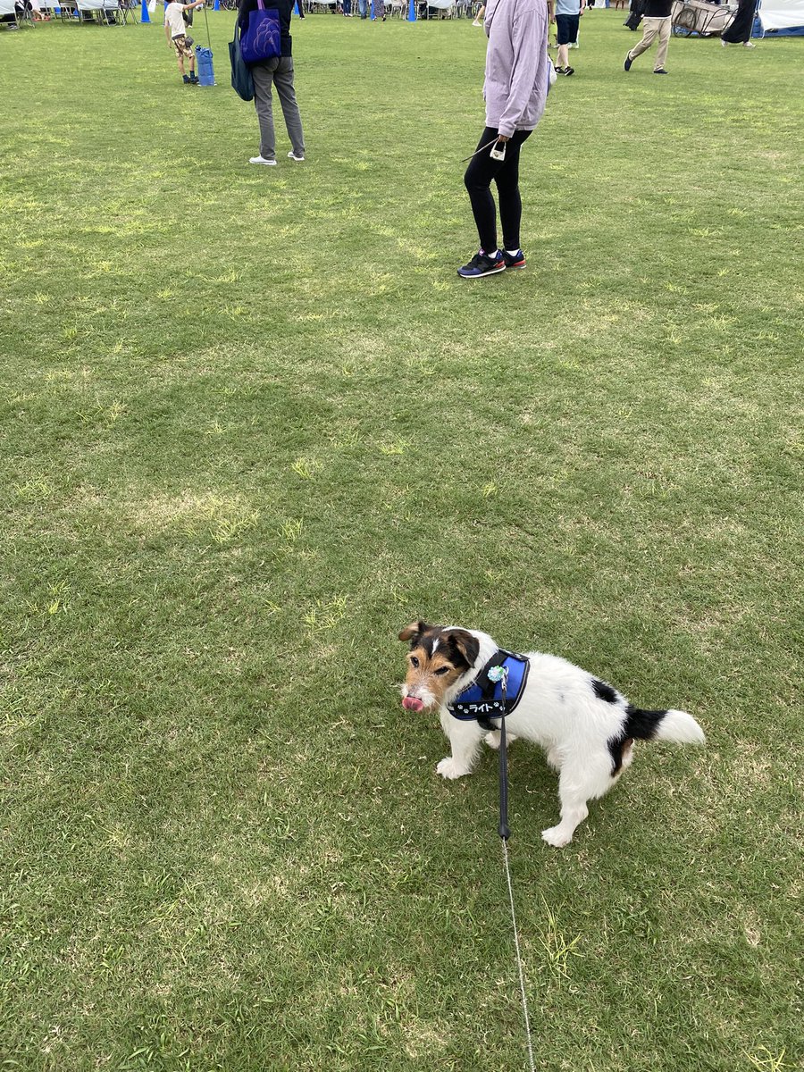Qh1JJA5PKHpcAQu's tweet photo. へすてばるにきたよ🐶
とーちゃん、ナニたべる🐶⁉️

#mishop #国際交流フェスティバル https://t.co/iyt1q0559m