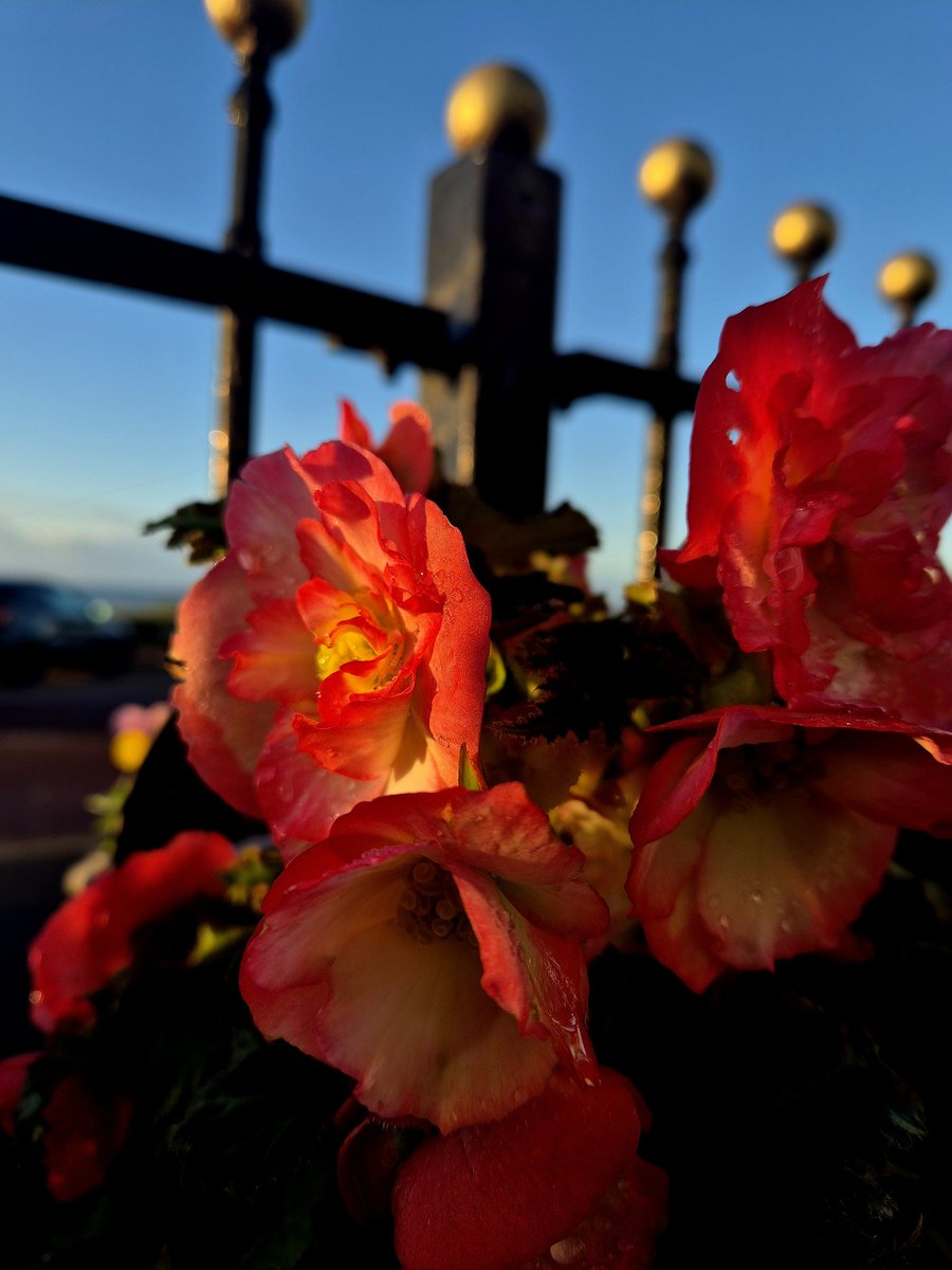 LZellas's tweet image. Sunshine on saturated garden:
Begonia
#doghour