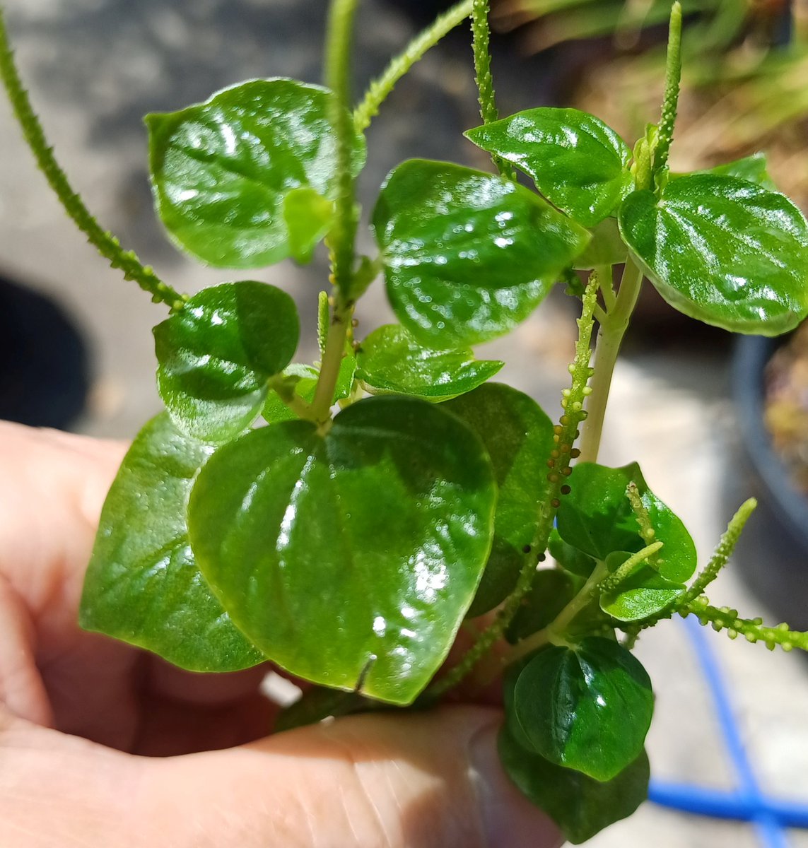 HuaHinServices - Peperomia pellucida sites.google.com/view/huahinser…