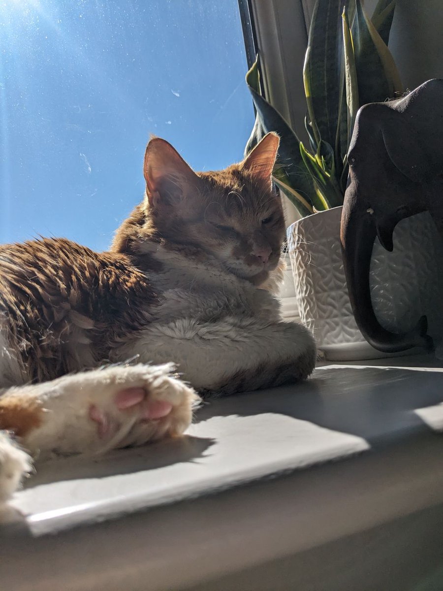 worthingcats's tweet image. 🌞Happy Sunbathing Sunday!🌞

You probably know that cats are excellent at finding the best sunbathing spots👀😸 Show us some photos of your sunny spot hunters in the comments⬇️

On the photo we have Renny sunbathing😻

📷 Maarja Mark

#catsprotection #adoptdontshop