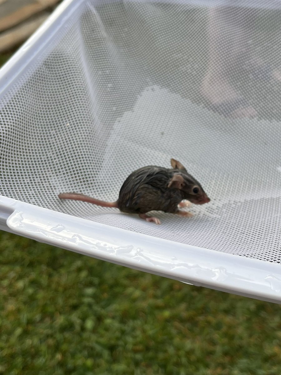 Goede daad gedaan. Muis gered van de verdrinkingsdood. Wat is jouw goede daad van de dag?