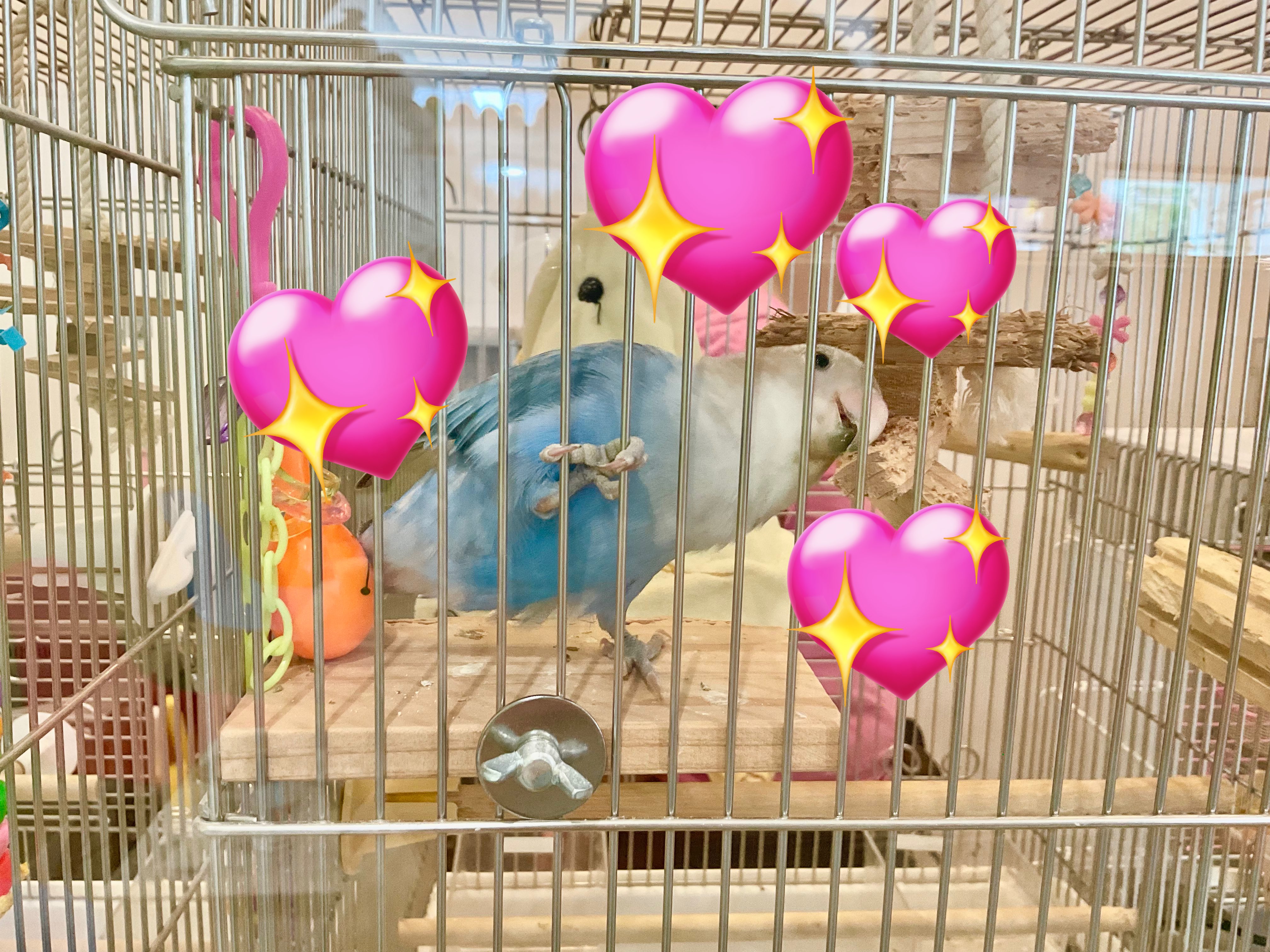 【9326s】ことりのおおきなあそびば 9326s】ことりのおおきなあそびば 9326s】ことりのおおきな