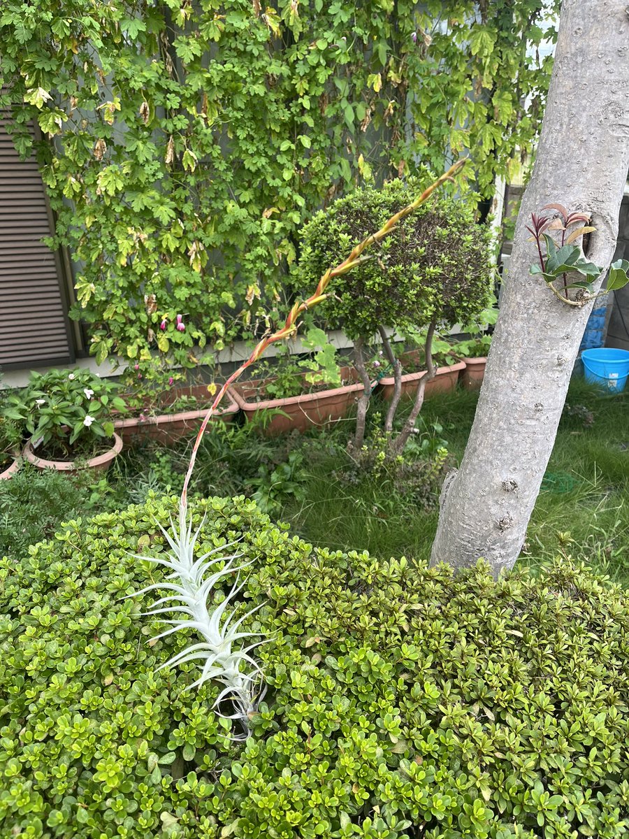 73KRayZu's tweet photo. 初夏に開花済みの長〜い花茎のアルビダ、5つ子の子株を生んだ他にも、適当に他のチランジアを遊びで受粉した影響か、種鞘らしきものが2つできています‼️ 🏔️༄🤍❤️💛🫛 2025/9/21

#アルビダ #チランジア #エアプランツ #銀葉種 #有茎種 #子株 #クランプ #種鞘 #albida #tillandsia #airplants https://t.co/kuGd6G16mF
