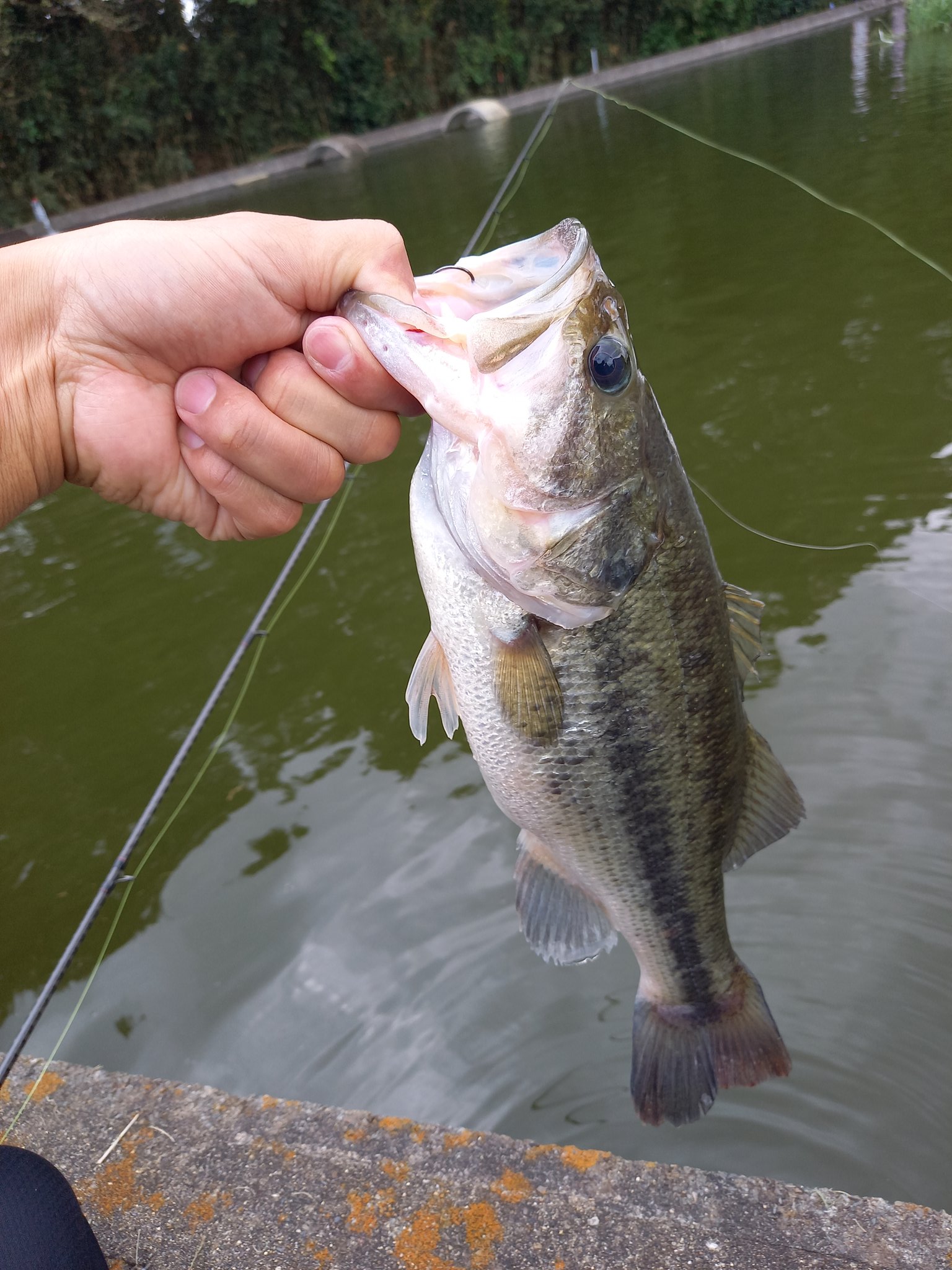 まめ吉 (@mamekichi0416) / X