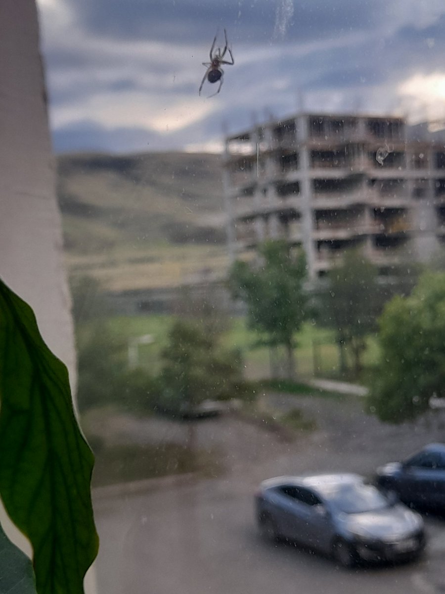 V1rtualAng3l's tweet photo. THERE'S A SPIDER https://t.co/vxrjnmSTQS