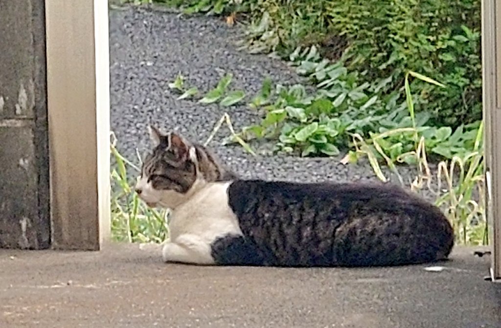 アル中猫 これからもよろしくお願いします【アル中の猫さん復活します