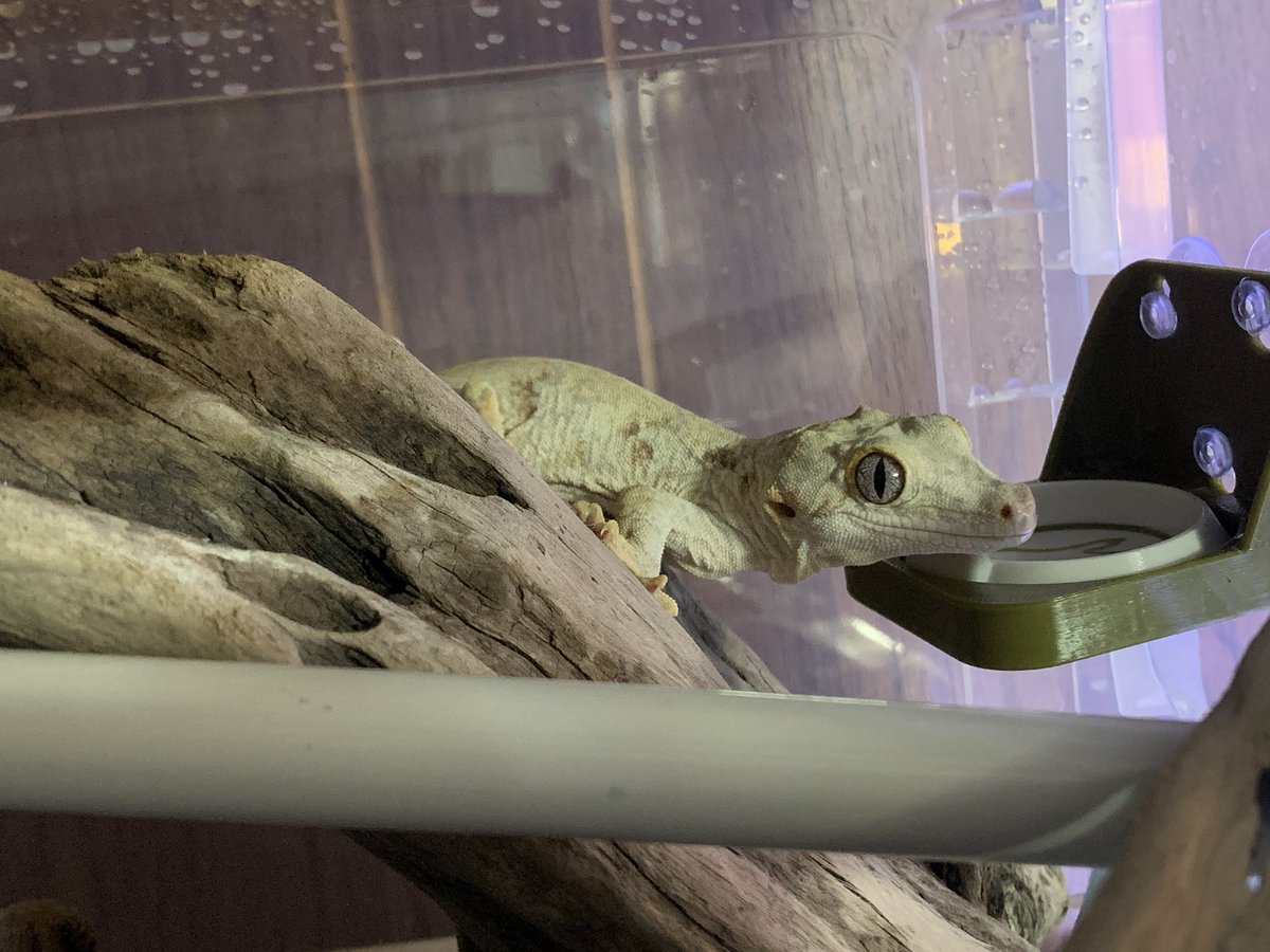 昨日のお迎えは OKAHAKO(<a href="/0KAHAK0/">OKAHAKO爬虫類ショップ@12/7(日)JH名古屋</a> )様からガーゴイルゲッコー🦎
白っぽい子を探してて この子達！となりました
どの子にするかかなり迷いましたが 1番 柄の汚れてる子にしました(笑)

初ガーゴ飼育楽しんでいきます🍀*゜

#ガーゴイルゲッコー