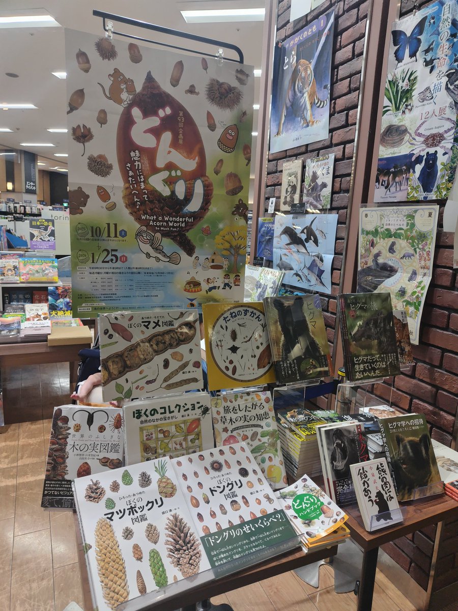 未来屋書店北戸田店さん、どんぐりコーナーに引き寄せられてやってきたら一般書サイエンスの棚も充実していて素敵でした。ゲッチョ先生の「生き物の描き方」をお迎え。
（撮影許可いただきました）