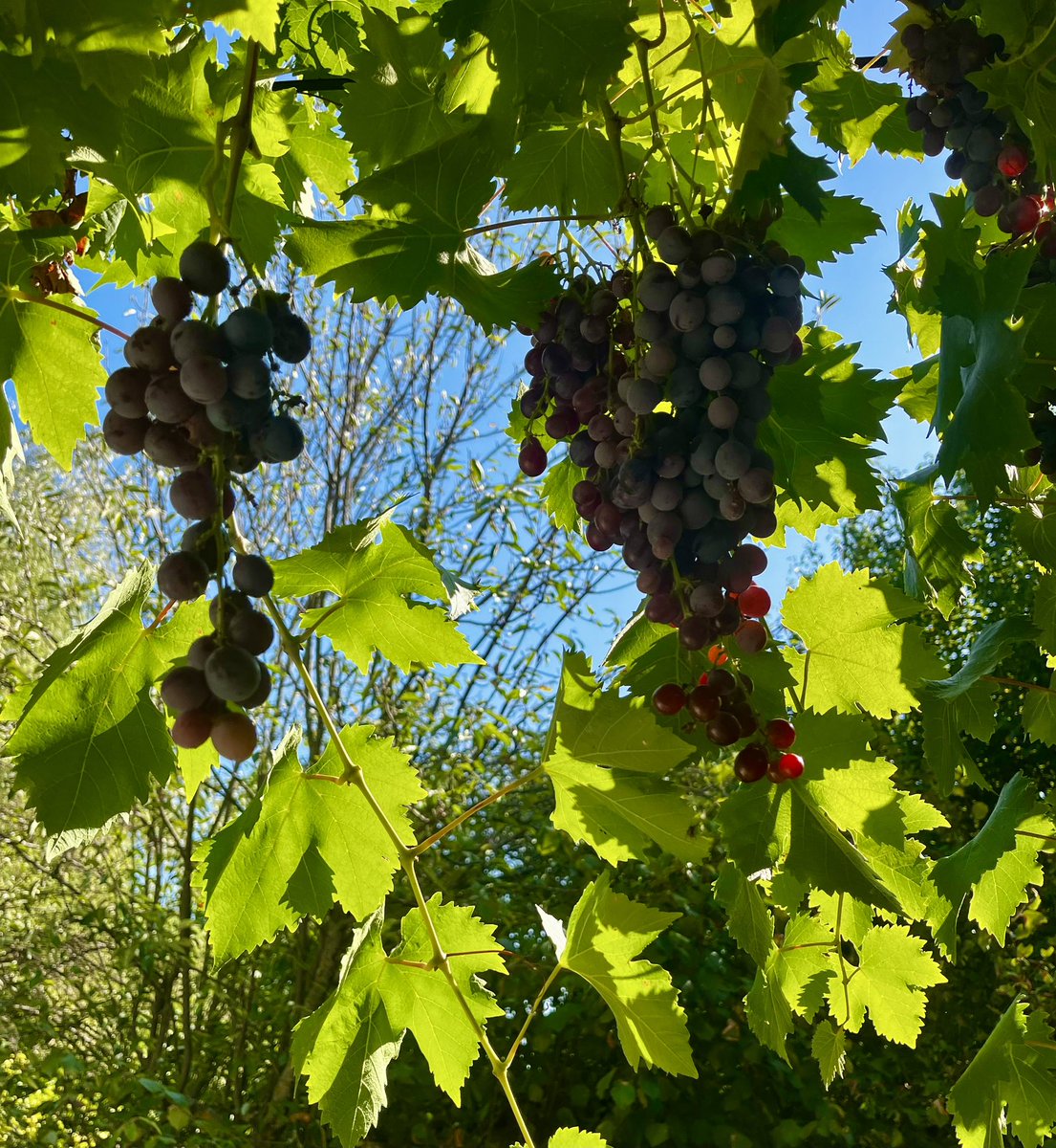 Добро утро Неделно 🍇☕️🌞🥰❤️
