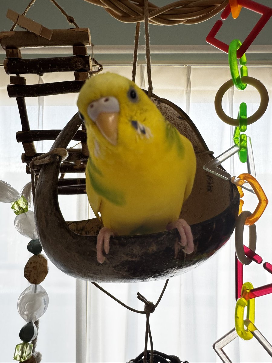 金運インコ むーこ＆…🐥💥 (@yuk_i25) / Posts / X