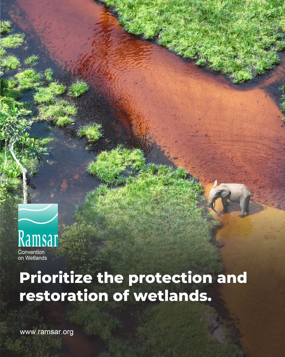 🌿Prioritize the protection and restoration of wetlands.

Removing the stressors and pressures on wetlands is the best practice for preventing further loss and degradation. When this is not feasible, wetland restoration must be considered as a potential response option.