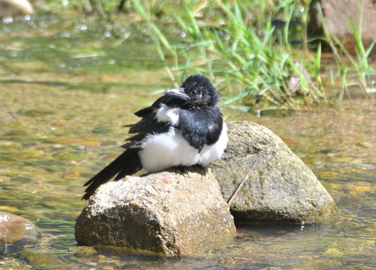 목욕하고 뽀송빠방한 까치💕