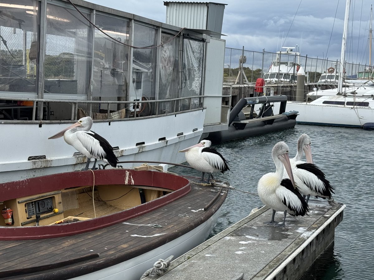 Dorian Grey(hound) (@oz_ocean) on Twitter photo 