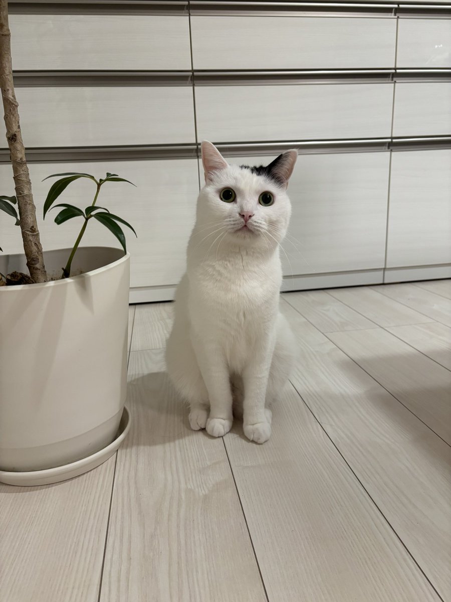 ごはん待ち