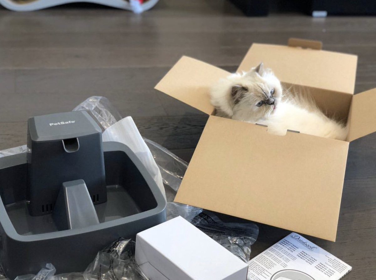 Détente et construction au programme pour lillythehimalayan ! 😍 
➡️ tinyurl.com/2f79kmkm #PetSafe #PetSafeChat #LoveCat #FontaineAEauChat #HydratationChat