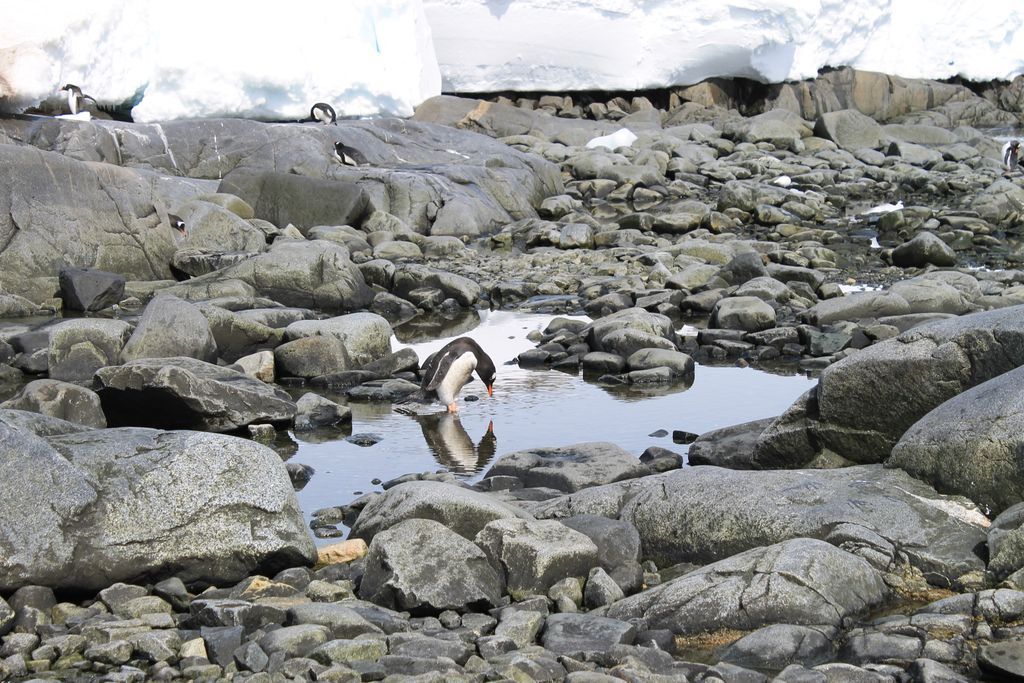 UK Antarctic Heritage Trust tweet media