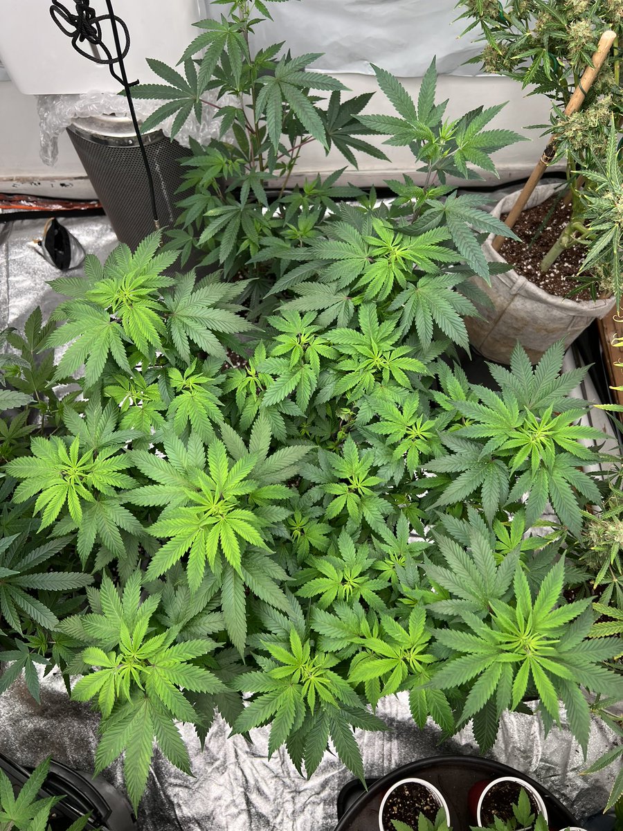 PHENOmenal0151's tweet image. If Leaves are yellowing from the bottom up. Is it nitrogen deficiency, overwatering, or something else? 🌱

“What’s your go-to checklist when diagnosing plant stress?”

#CannabisGrowing #PlantProblems #GrowTips