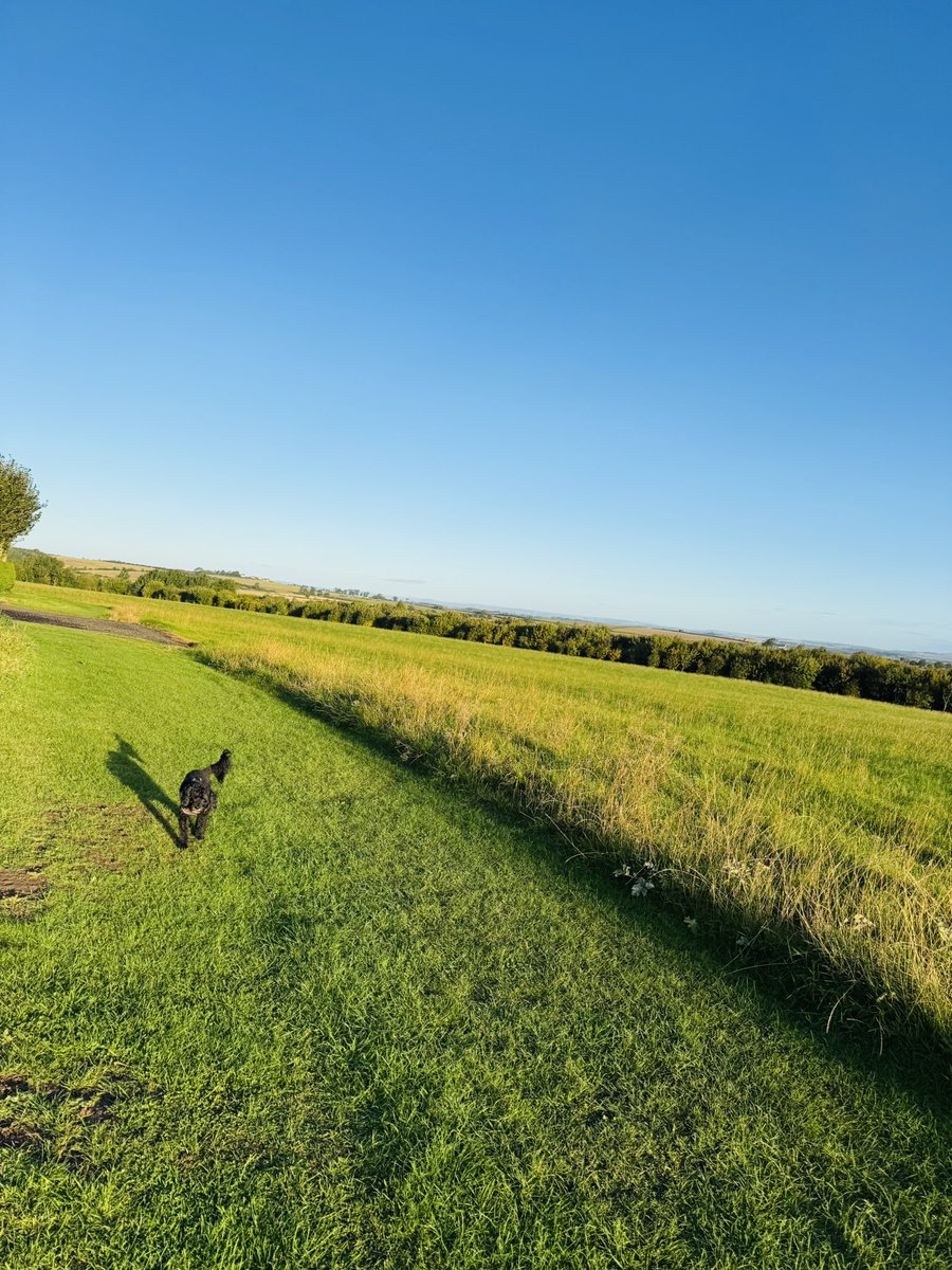 Happy Sunday 💛#vera🐶 #DogsOnX
#TwinsiesOnTwitter 
#Northumberland