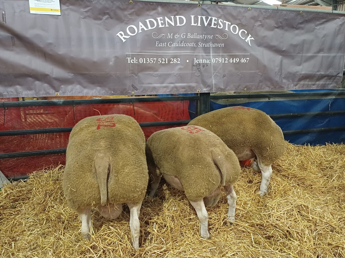 It's been a big old week here at Roadend Livestock with the start of our Tup Sales

18th Sept at Lanark, our sales topped at 500gns for a Beltex Shearling

 20th Sept at UA Stirling, our sales topped at £1,000 for a Texel Shearling

Next Sale: 30th October at Lanark
