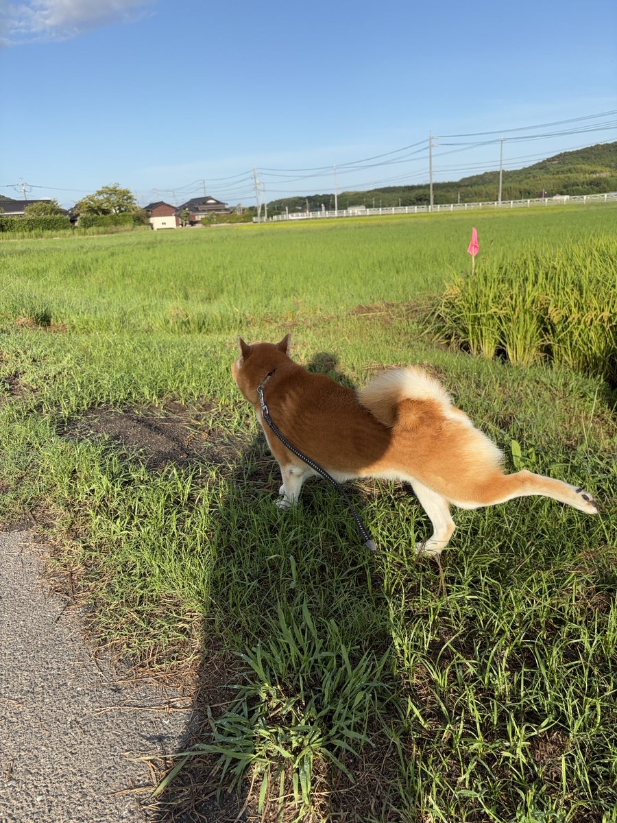 柴犬ティーくん＆パパ (@O3mtY3AYytd1wzu) / X