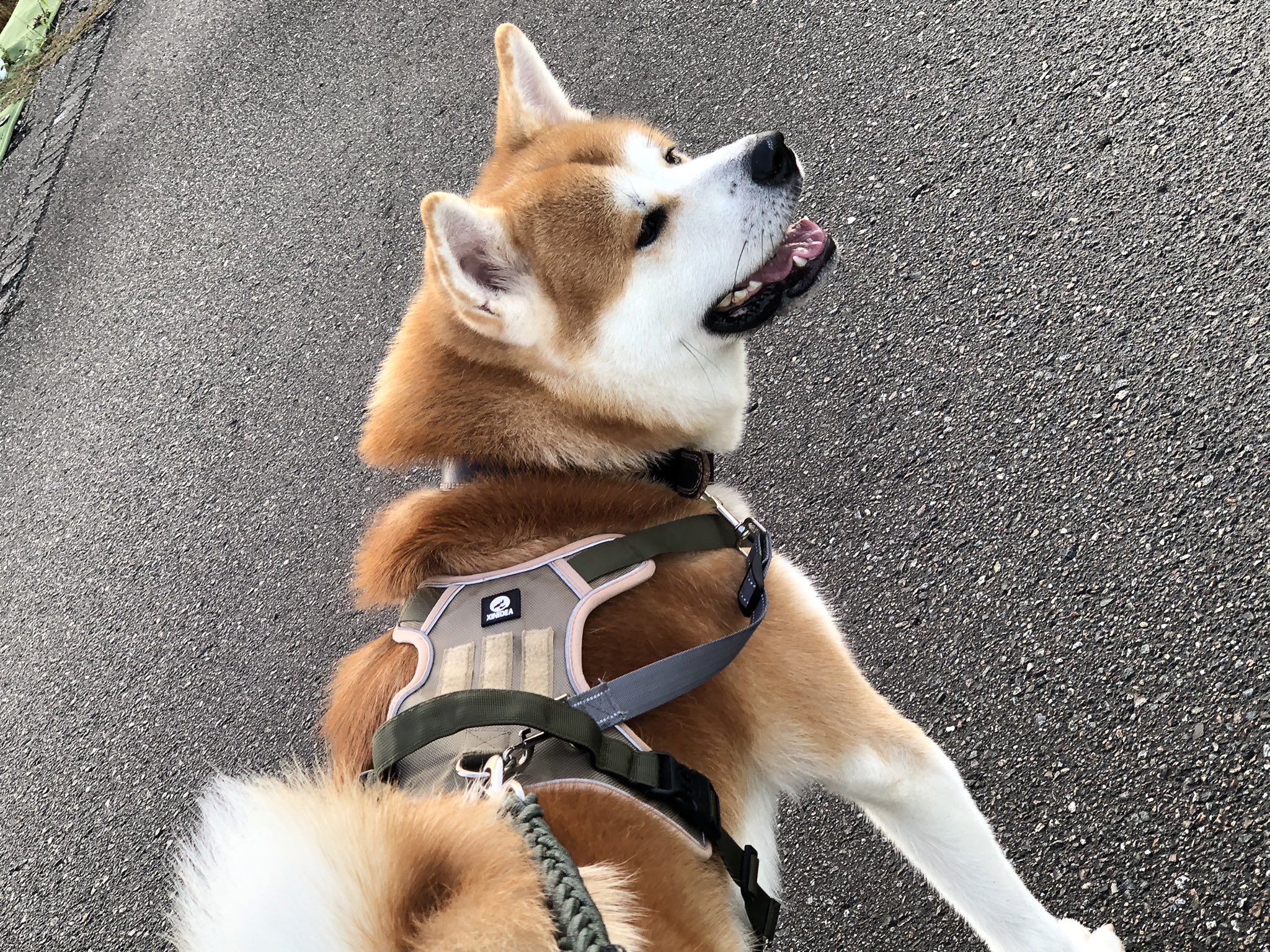 メル愛犬溺愛＠トレペ7/20！プロフ必読ページ メル愛犬溺愛＠トレペ7/20！プロフ必読様専用ページ