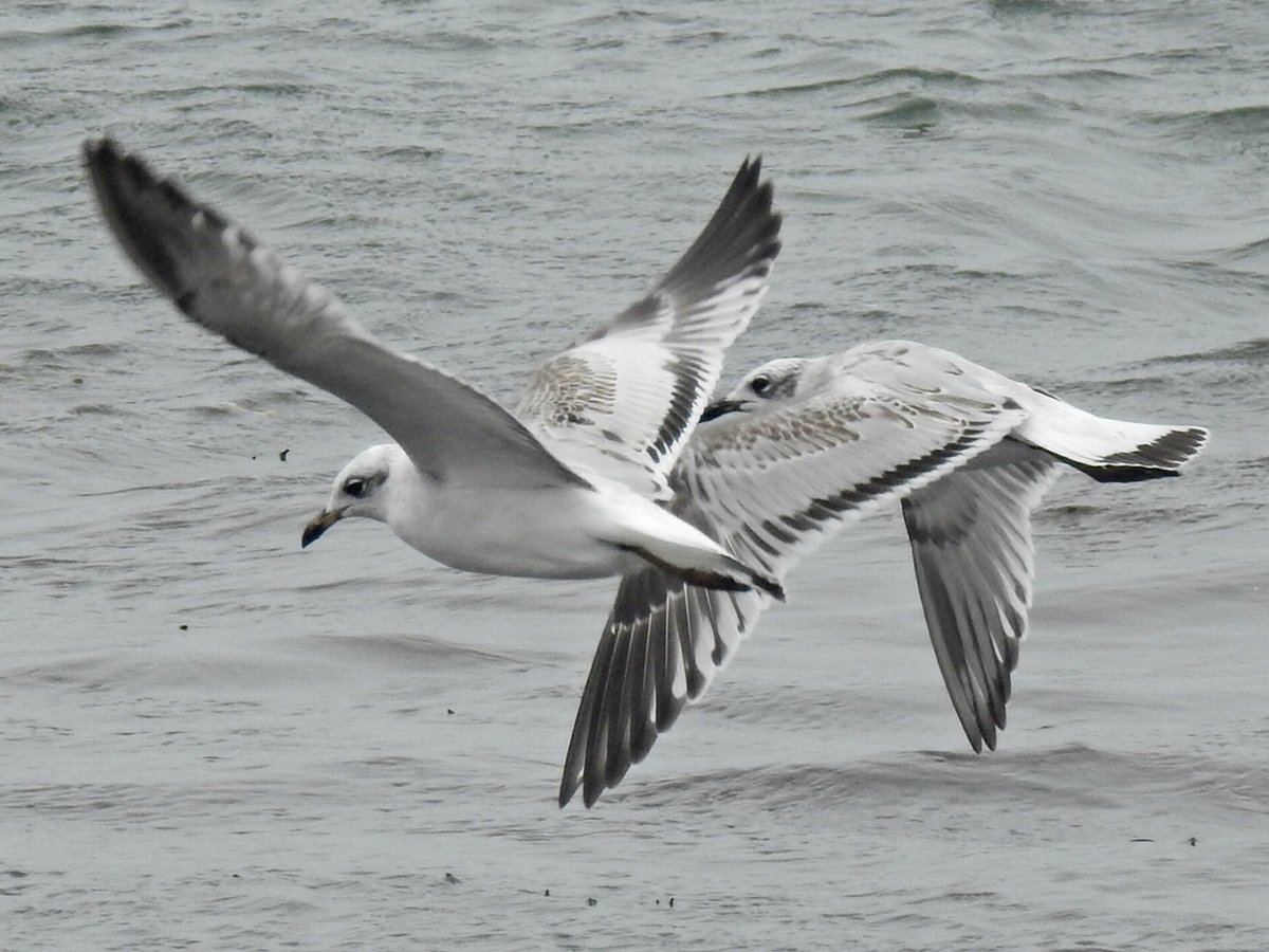 Quite a few Med Gulls on Porthloo Beach St.Marys Scilly last week.