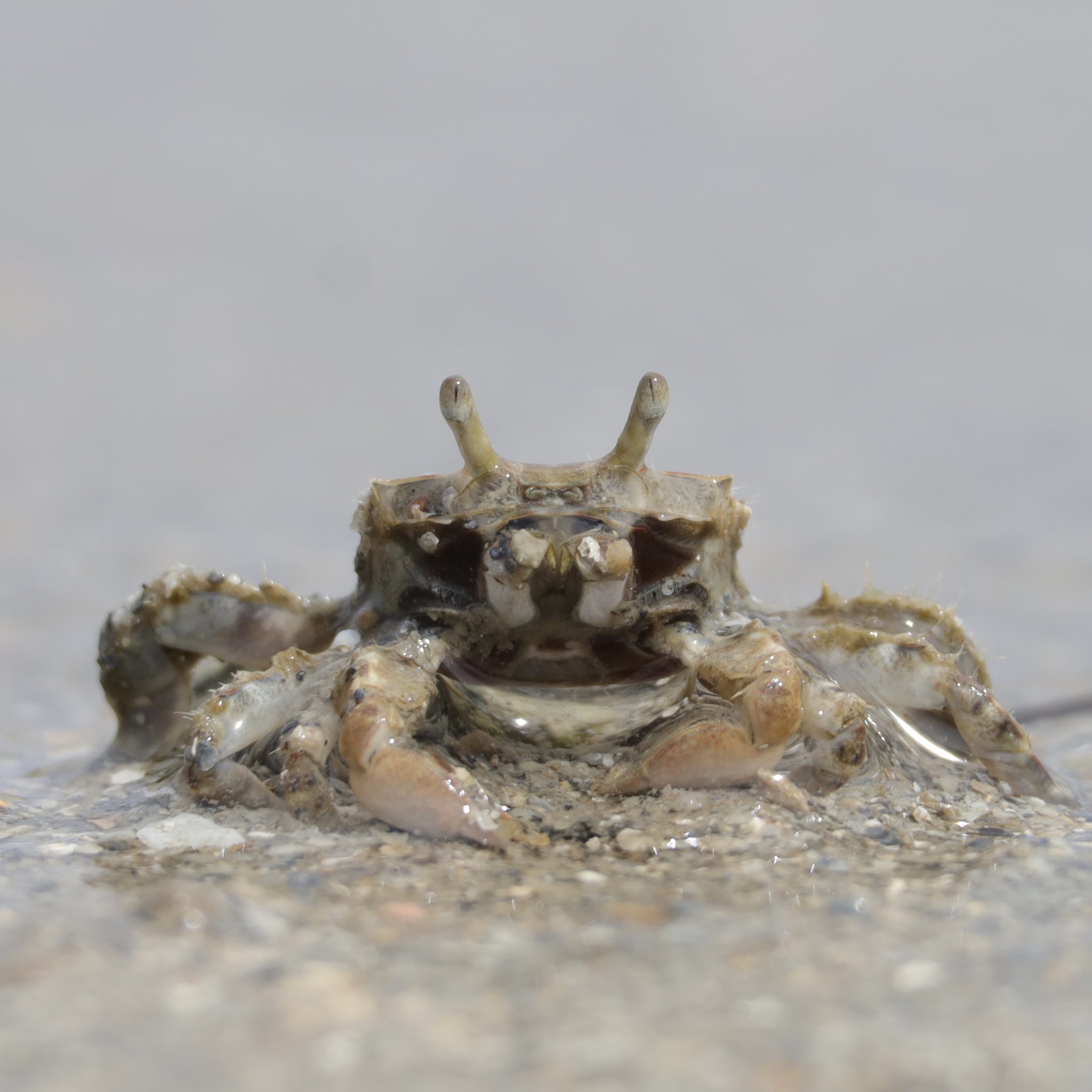 カニの散歩道Crabs' Promenade (@crabspromenade) / X