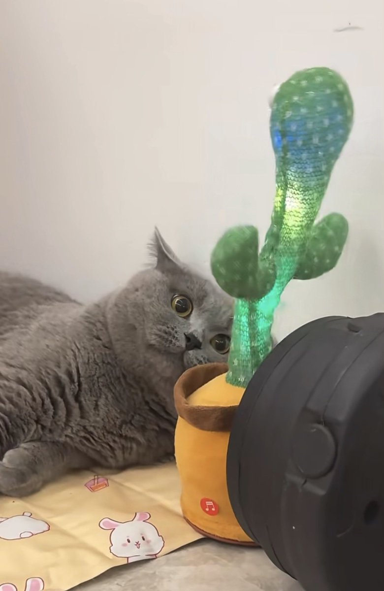 pppaipae's tweet photo. คุยเก่งซะด้วย 😹

#แมว #ทาสแมว #แมวน่ารัก #cat #ของเล่นแมว https://t.co/zeI3Wn63tj