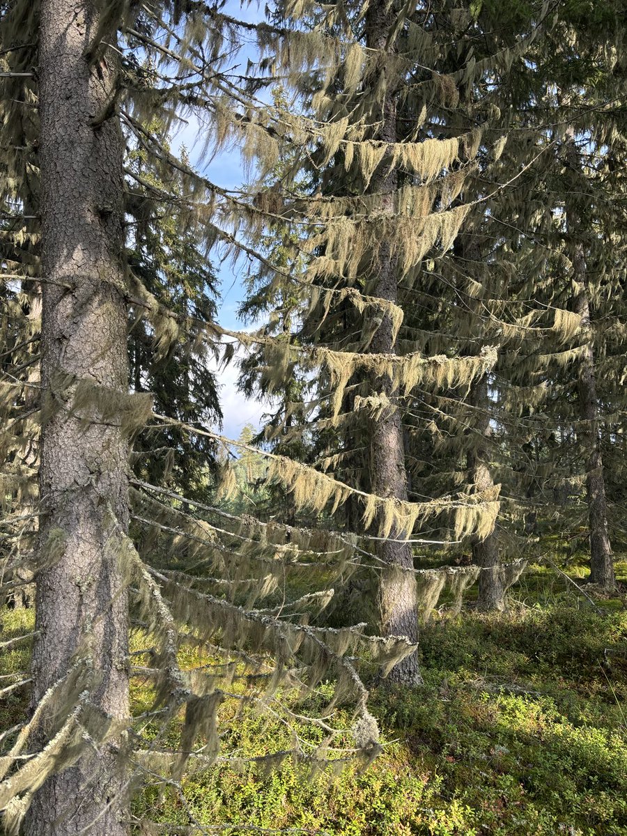 JanneSeilo's tweet photo. Viime vuosituhannen puolella ilmansaasteista huolestuneina tiedettiin naavan kertovan puhtaasta ilmasta. Taitaa se pitää edelleen paikkansa. https://t.co/2cz3mwOvBw