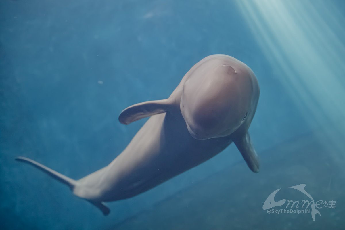 SkyTheDolphIN's tweet image. マリオも正面。
#鳥羽水族館 #スナメリ #マリオ