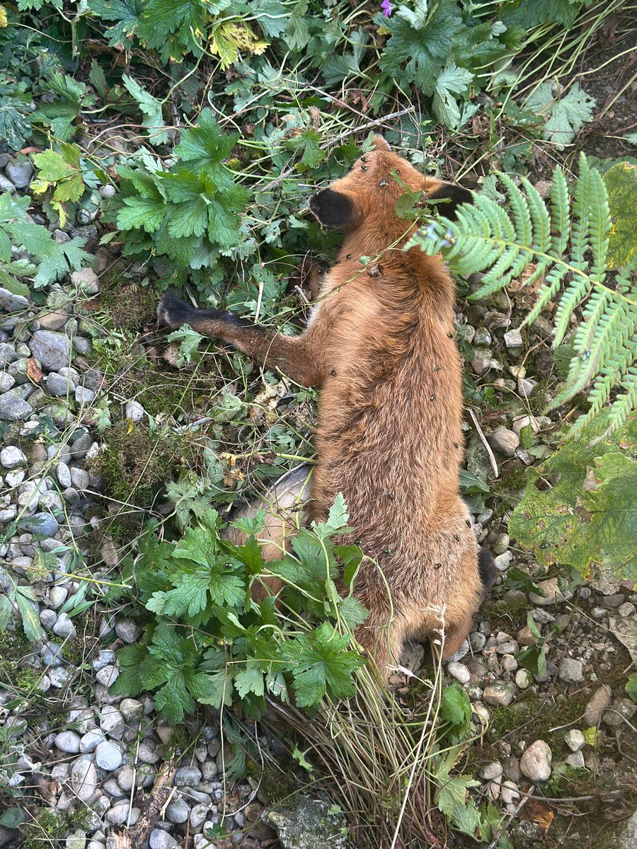 Fuchs aus Lichtschacht gerettet.