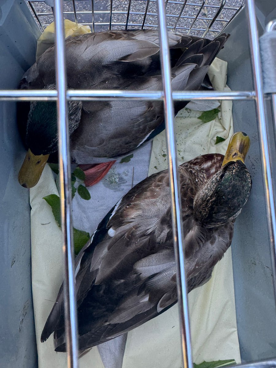 Die Enten, die aus dem Gleisbett in Starnberg noch gerettet werden konnten. Da geht es bald wieder raus auf den See.