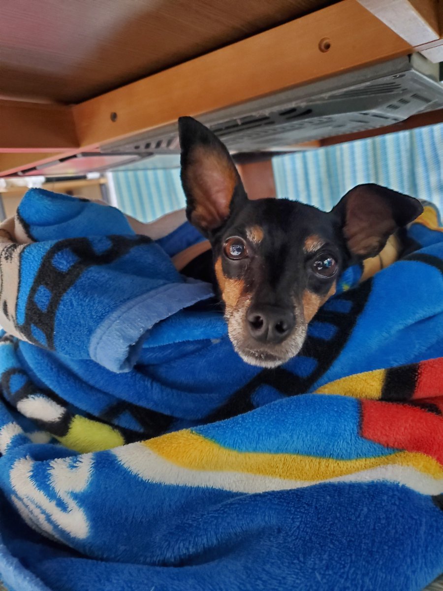 これは机の下に出現する妖怪🐶