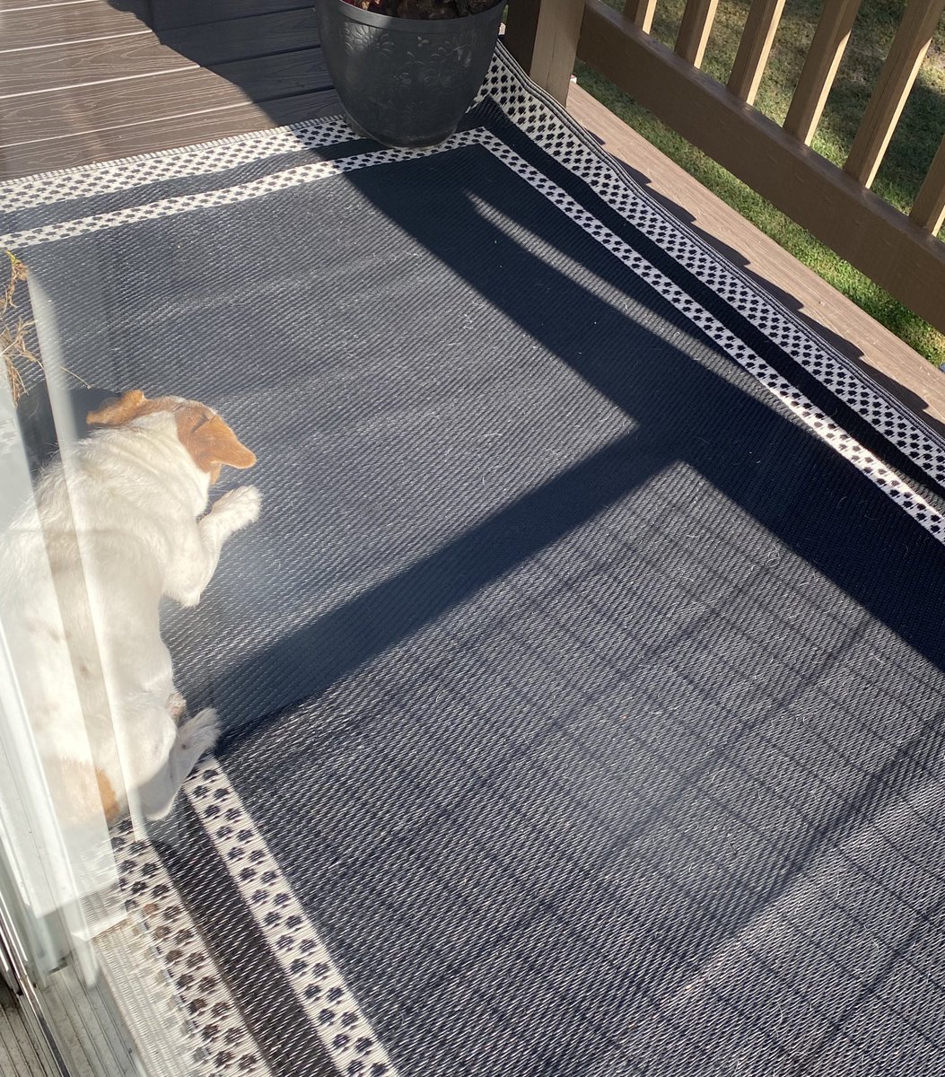 Happy Sunday frens! It’s a very fall 🍁🍂feeling morning. We could see our breath on pawtrol so da zombs were still hiding. I waited patiently for sausages. Now I’m sunning myself while on surveillance. Hope u having a great weekend! 🐾🧡 #autumnfeeling #dogsofX #sundayfunday