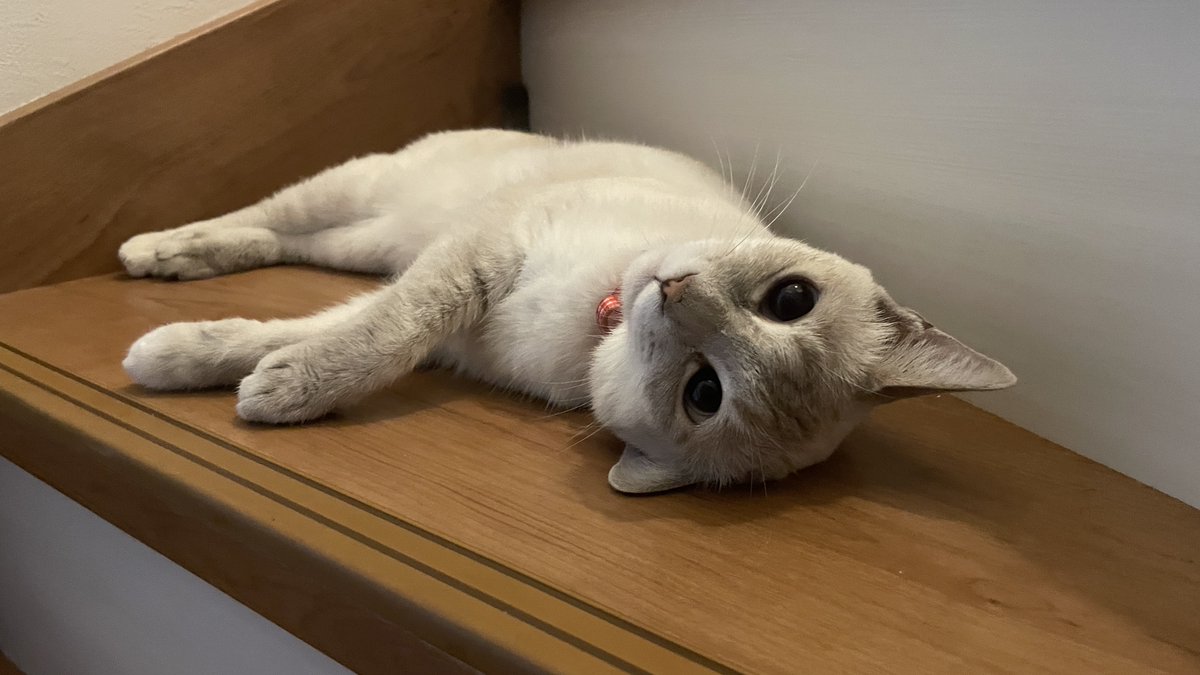 猫 五十嵐健太@飛び猫®︎ on X: 