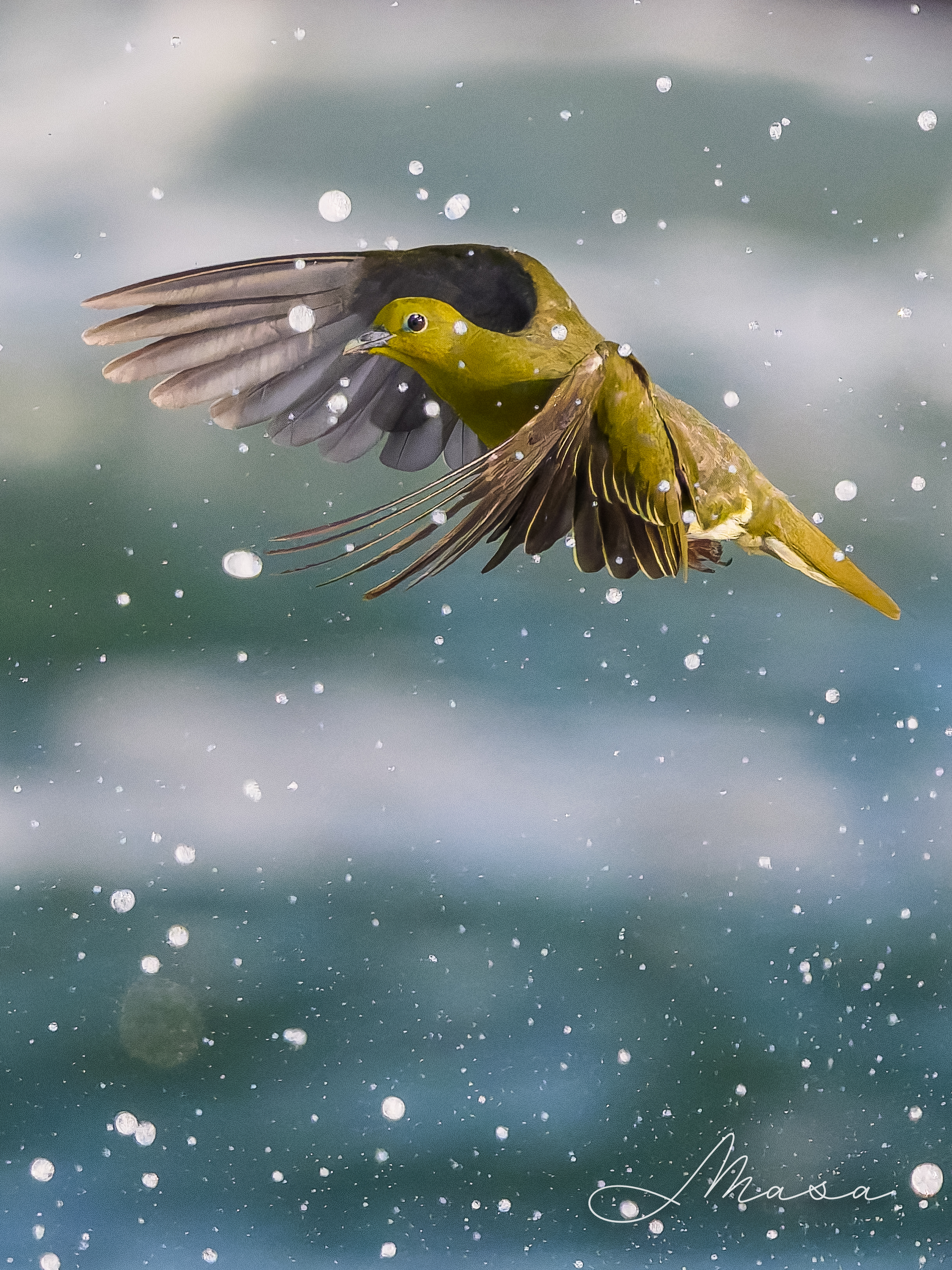 まさ/ Masa (@AlphaMasa) / X