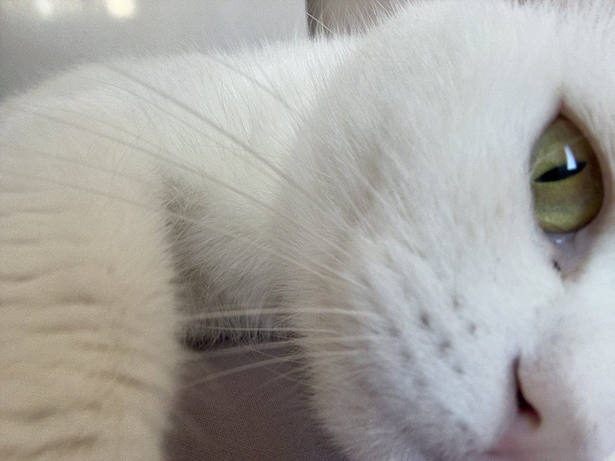 Premses hem kendi fotolarını çekiyor hem de yuva arıyor 🐈♥️- İstanbul