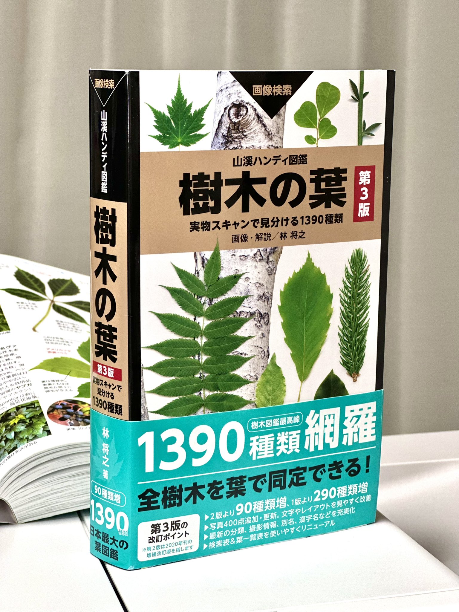 完売 森の奥深くからやって来た天然野生の可愛い樅の木さん＊今春3年生