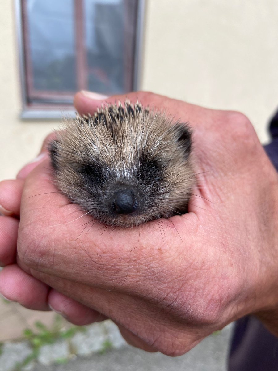 Süß aber oft hilfsbedürftig. Der Igel.