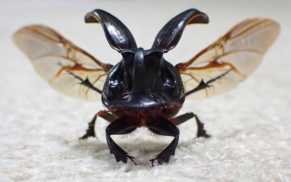 イモムシ王国 Jewel Beetles of the World