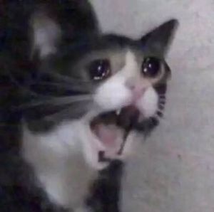 linuxfoxxenia's tweet image. yall, im seriously terrified of transitioning
how tf did you ppl do it