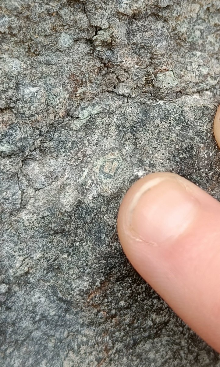 Isabel Queay tweet media