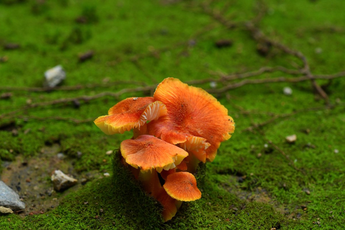 キノコ - Search / X