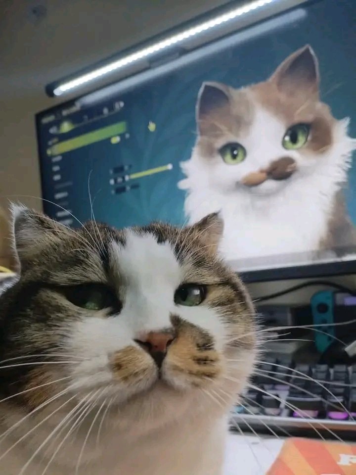 No Context Cats (@nocontextscats) on Twitter photo Bro is not happy Bro is not happy
