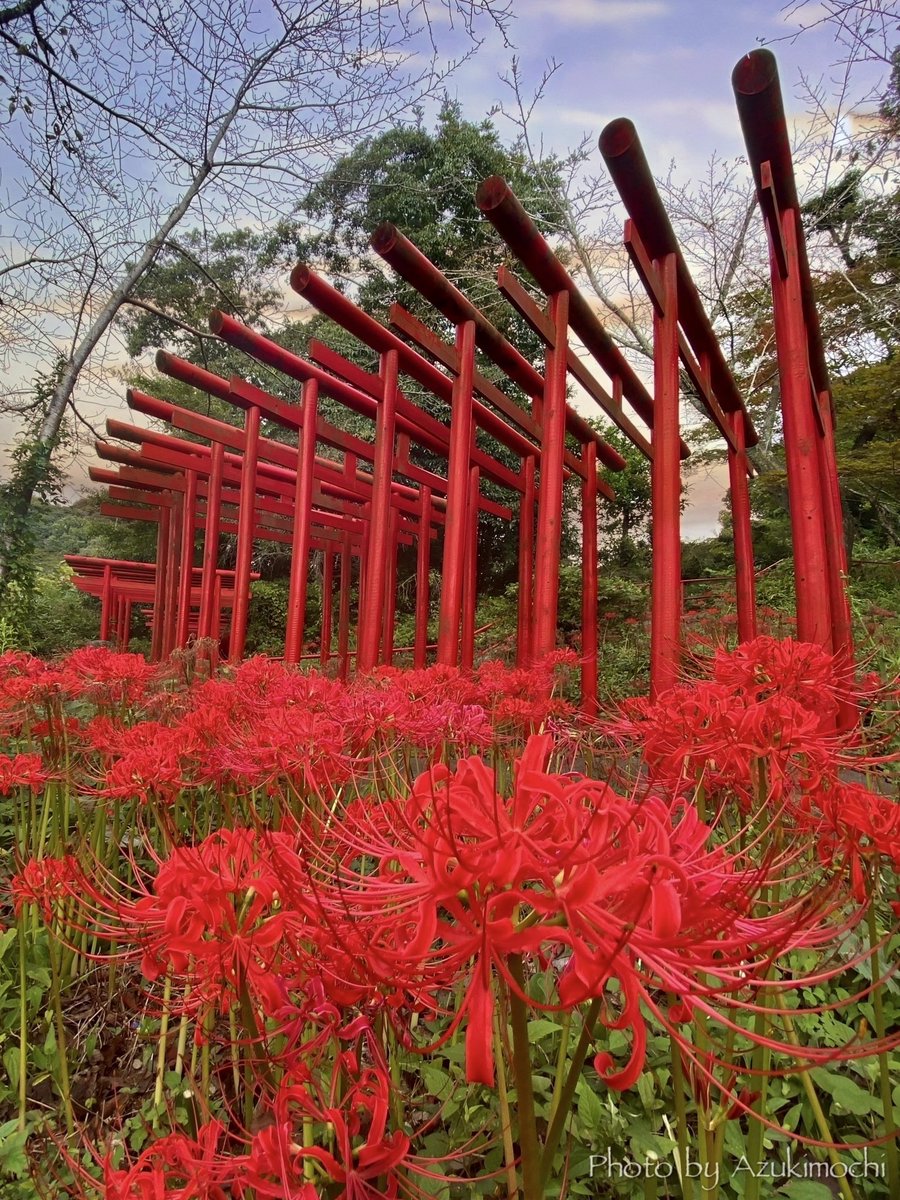 鳥居と彼岸花が織りなす紅色の幻想