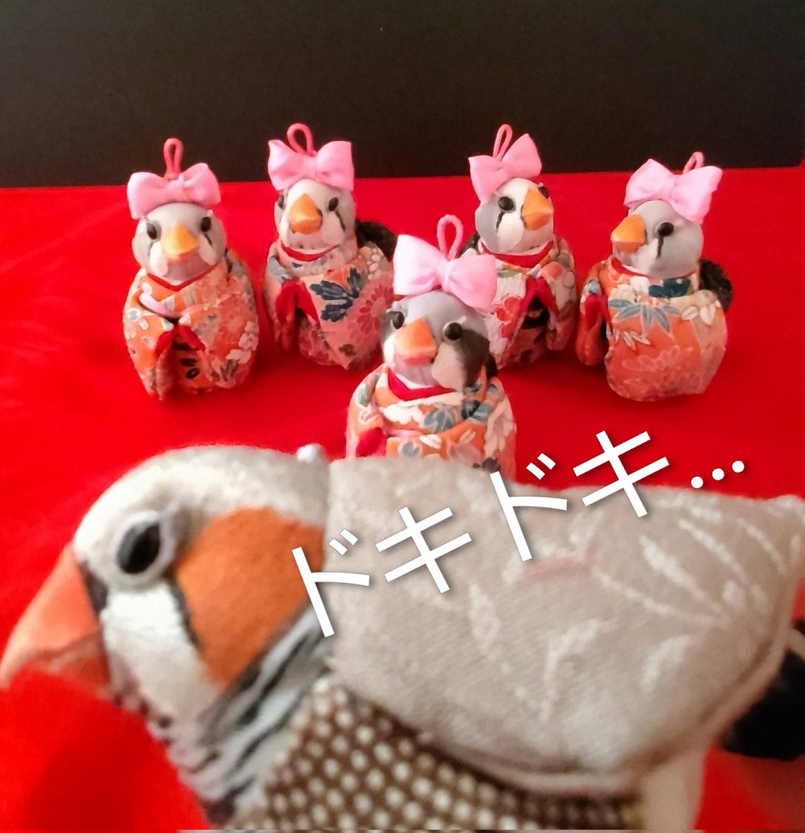 お着物女子ず👘🐥を前に
どうしたらいいかわからない
キンカさんでした…🐥

#キンカチョウ　#ハンドメイド作品　#みんなで楽しむTwitter展覧会　#ぬい撮り