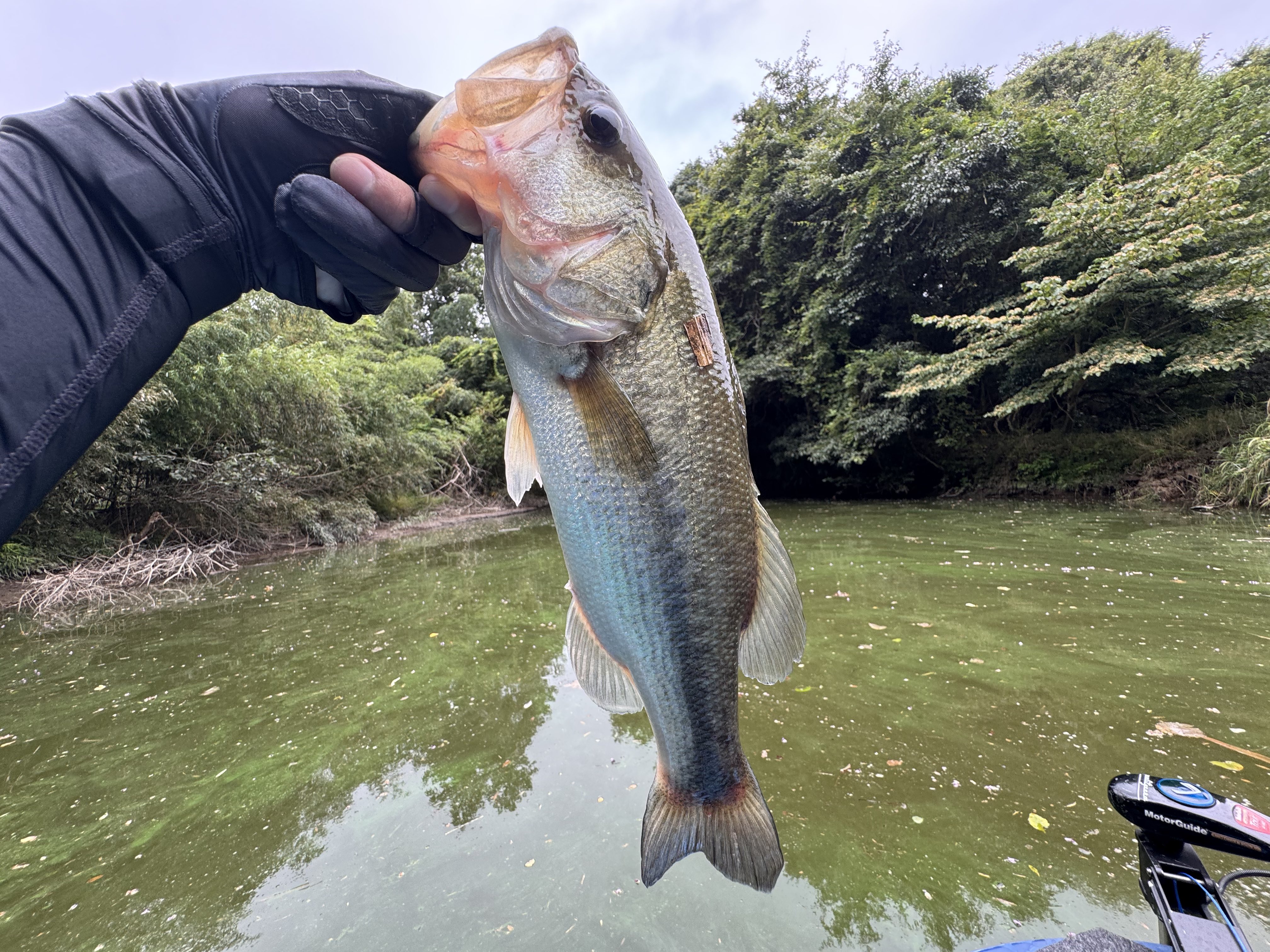 りんご様　確認専用ページ 楽天市場】＜冷凍＞ 【送料無料】 27051x40 山形県産ふじりんご