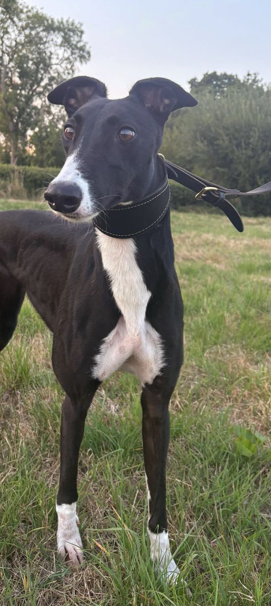 denise ryan (@toumpane) on Twitter photo Good luck to this beautiful girl ,Having her debut race at hove today. Go get them melody ❤️ <a href="/adachikennels/">Adachi Kennels</a> <a href="/GingerLucas87/">Alan lucas</a> <a href="/HoveGreyhounds/">Hove Stadium</a> <a href="/JadeBrowne86/">Jade Browne</a> 🤞❤️ Good luck to this beautiful girl ,Having her debut race at hove today. Go get them melody ❤️ <a href="/adachikennels/">Adachi Kennels</a> <a href="/GingerLucas87/">Alan lucas</a> <a href="/HoveGreyhounds/">Hove Stadium</a> <a href="/JadeBrowne86/">Jade Browne</a> 🤞❤️