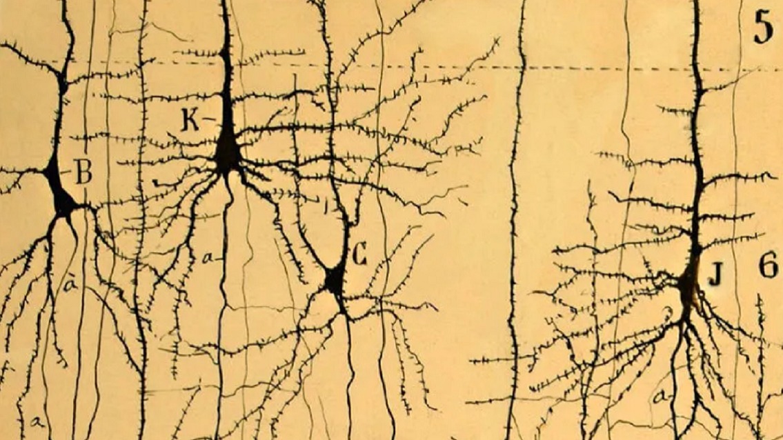 Dibi· Xarxa de diagnòstic biomèdic i per la imatge (@dibixarxa) on Twitter photo 🟣 Amb motiu del #DiaMundialAlzheimer, compartim les conclusions de l’estudi #PLASMAR
Elaborat per <a href="/hospitaldelmar/">Hospital del Mar</a>, <a href="/BarcelonaBeta/">Barcelonaβeta Brain Research Center</a> i amb la col·laboració del Laboratori de Referència de Catalunya (LRC), integrat a la #xarxadibi
▶️ tuit.cat/9t8Fp 🟣 Amb motiu del #DiaMundialAlzheimer, compartim les conclusions de l’estudi #PLASMAR
Elaborat per <a href="/hospitaldelmar/">Hospital del Mar</a>, <a href="/BarcelonaBeta/">Barcelonaβeta Brain Research Center</a> i amb la col·laboració del Laboratori de Referència de Catalunya (LRC), integrat a la #xarxadibi
▶️ tuit.cat/9t8Fp